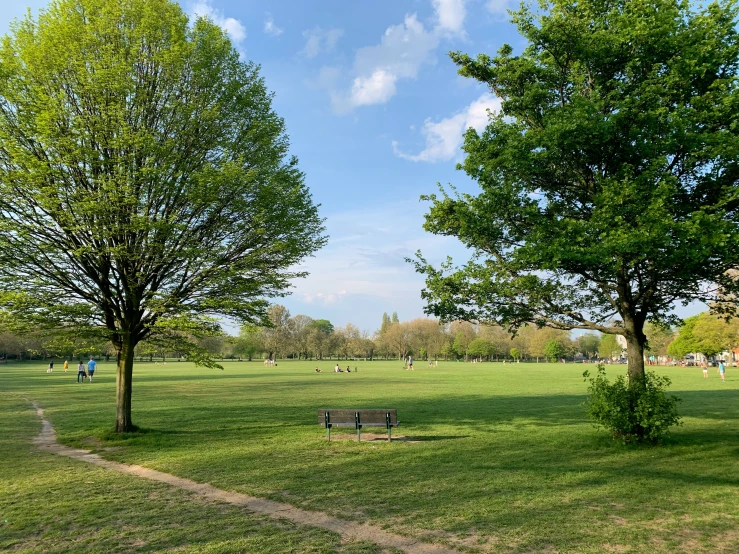 there are many trees in the park and benches on the grass