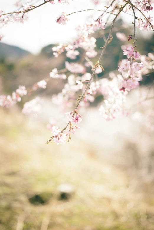 pink flowered tree nches with a hazy background