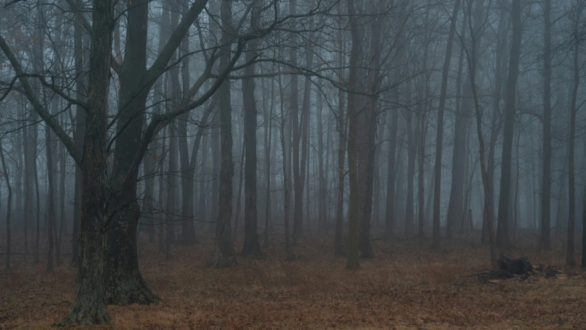 an image of a misty woods with tall trees