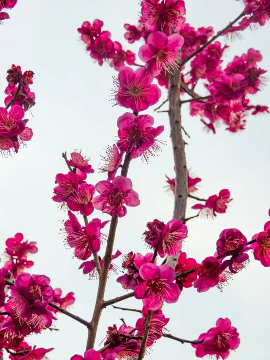 pink flowers blooming on nches and a blue sky