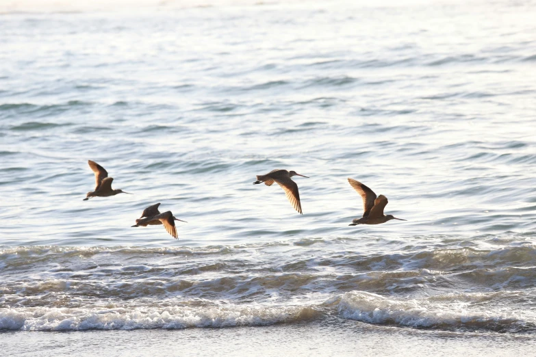 a flock of birds fly over the water