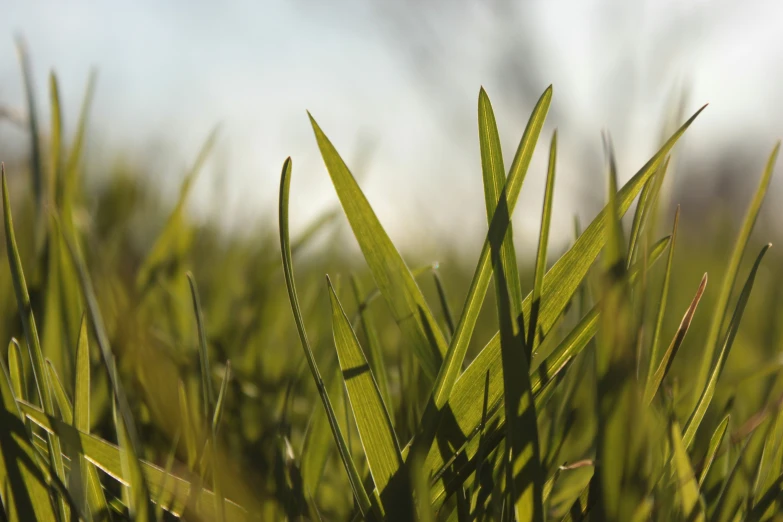 a green plant has a thin nch of leaves