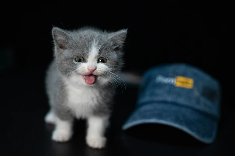 a white kitten on a table next to a hat