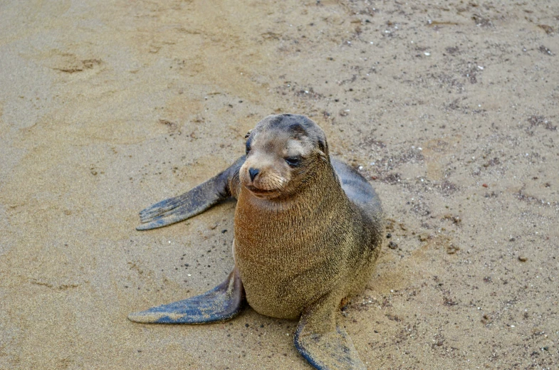 the seal has a small smile on it's face