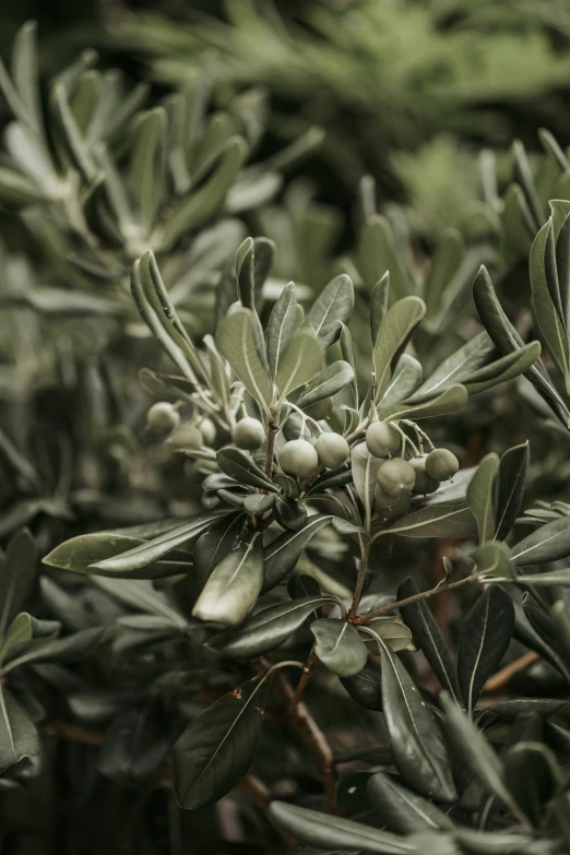 green and white plants that have buds on them