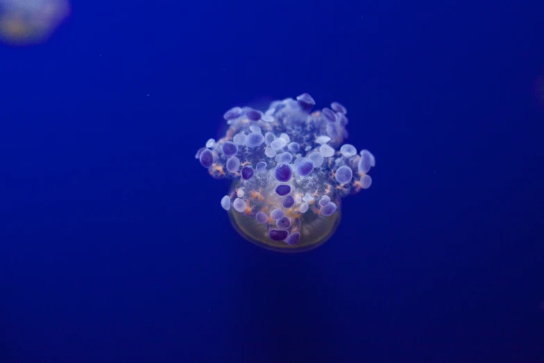 two jellyfishs float on their backs in an aquarium