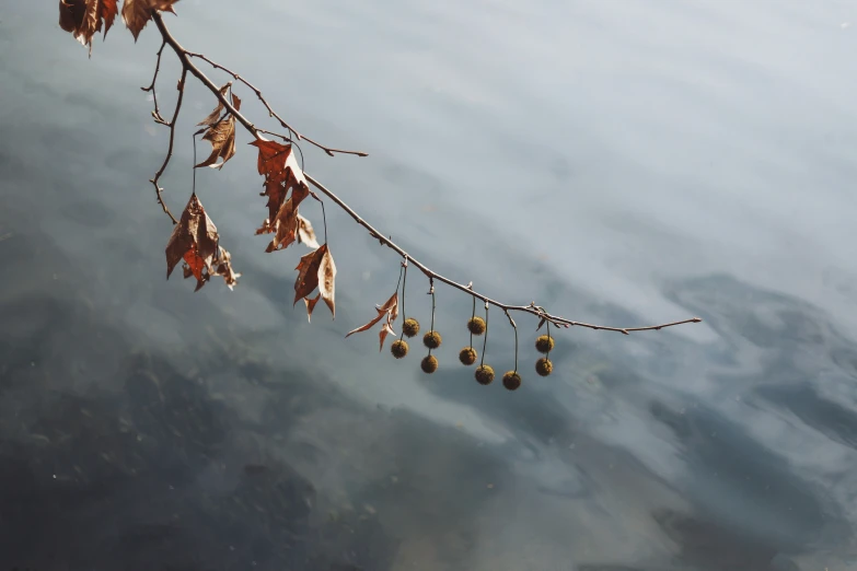 several leafy trees sitting on the side of water