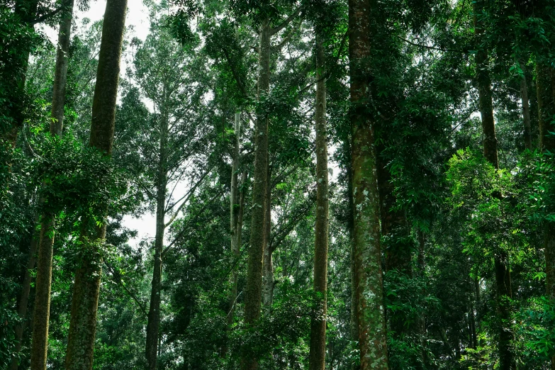 green grass on the ground in between tall trees