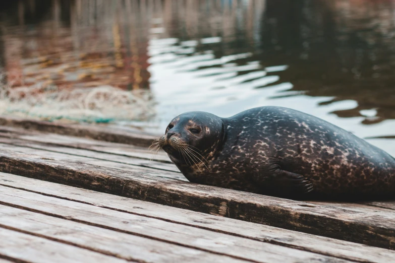 a harbor seal is laying on the dock