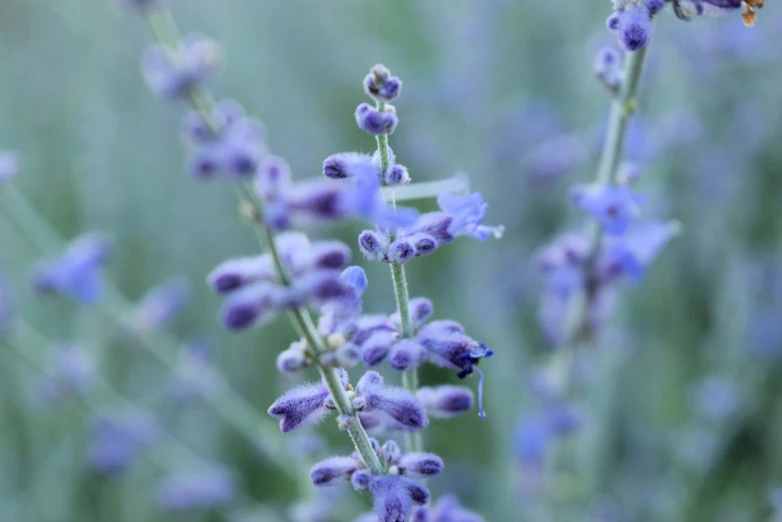 a small bee sitting on a purple flower