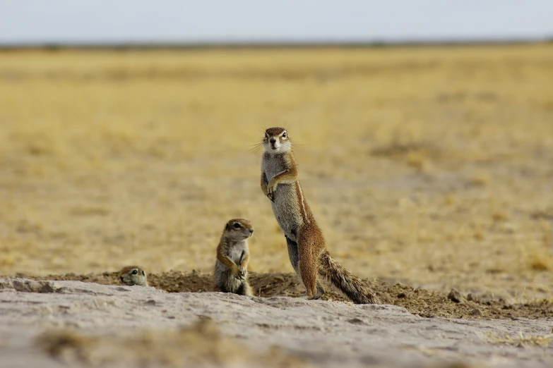 a prairie owl and two other birds in the desert