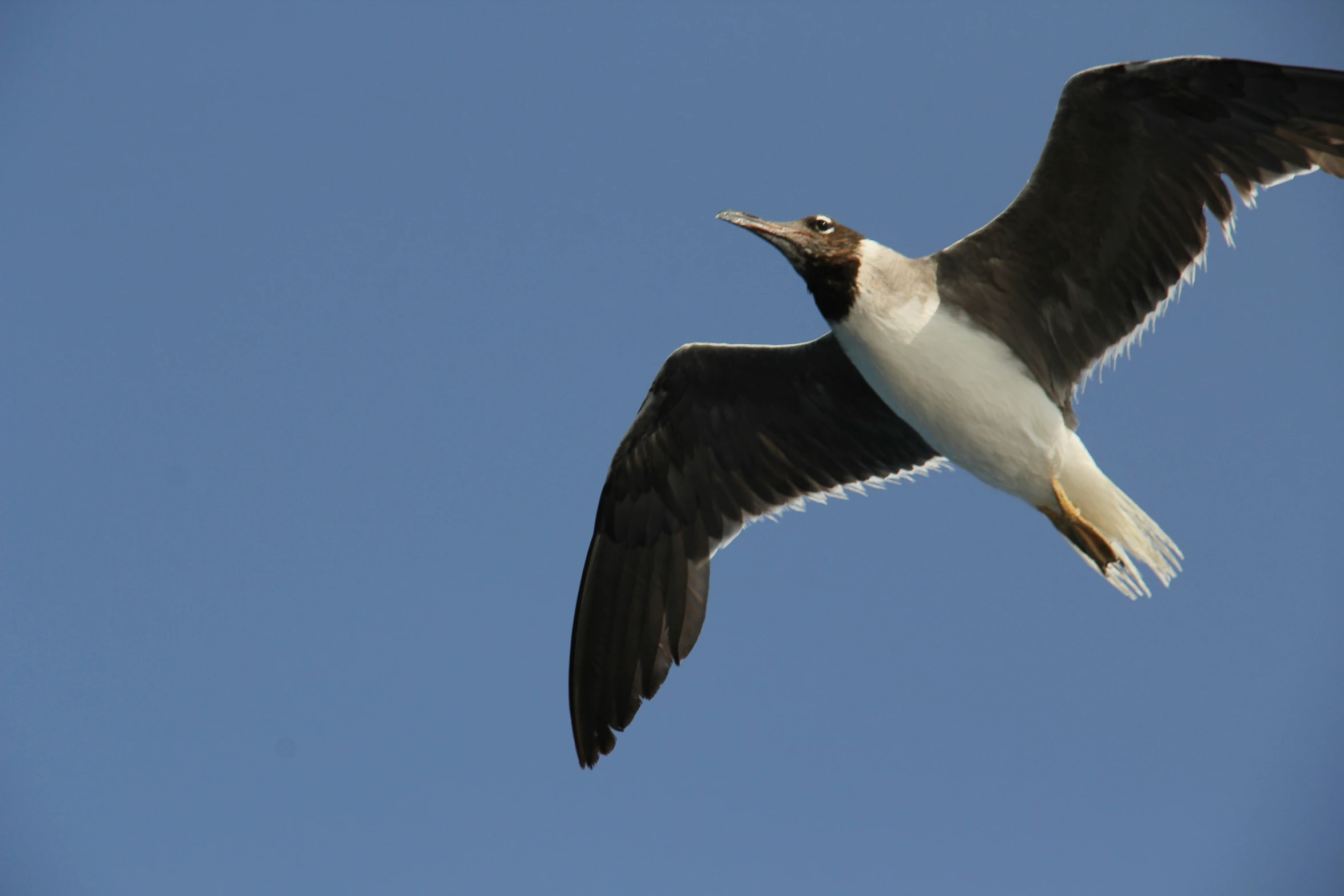 a seagull is flying through the sky with its wings extended