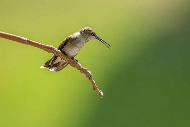 a bird sitting on a nch and its beak raised