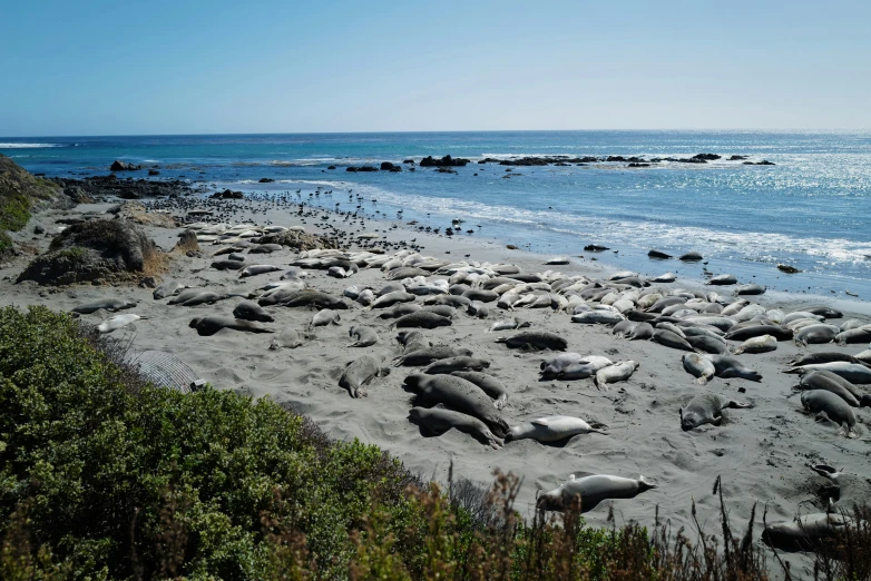 an area along the shore covered with sea lions