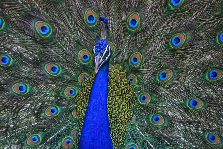 there is an extreme close up image of the tail of a peacock