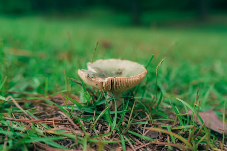 a small mushroom sitting on top of grass