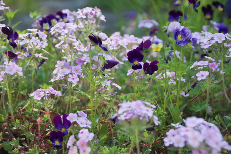 wild flowers grow in a garden with lots of blooming