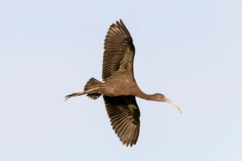 an image of a bird that is flying through the air