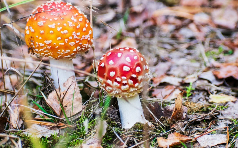 two mushrooms in the grass with white spots