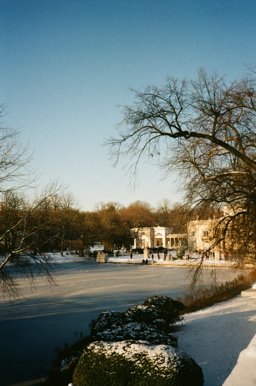 some trees and grass in the snow