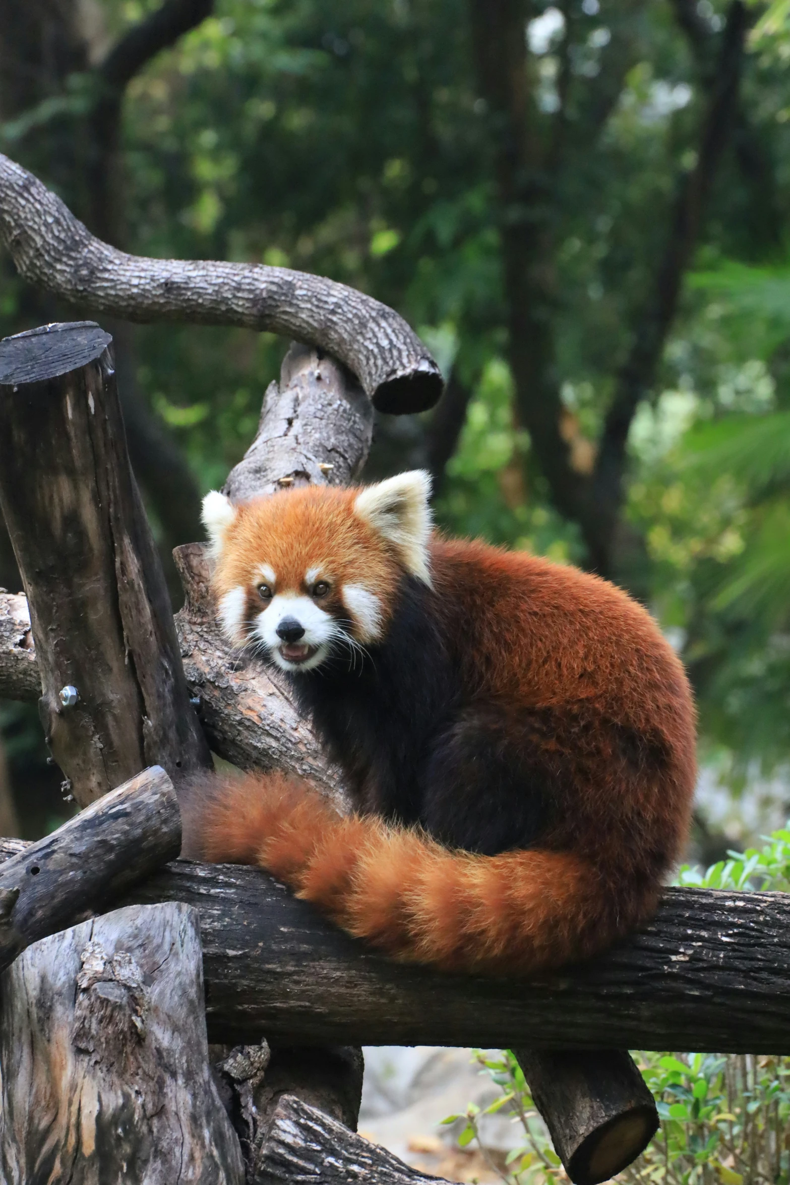 a red panda sits on a tree nch