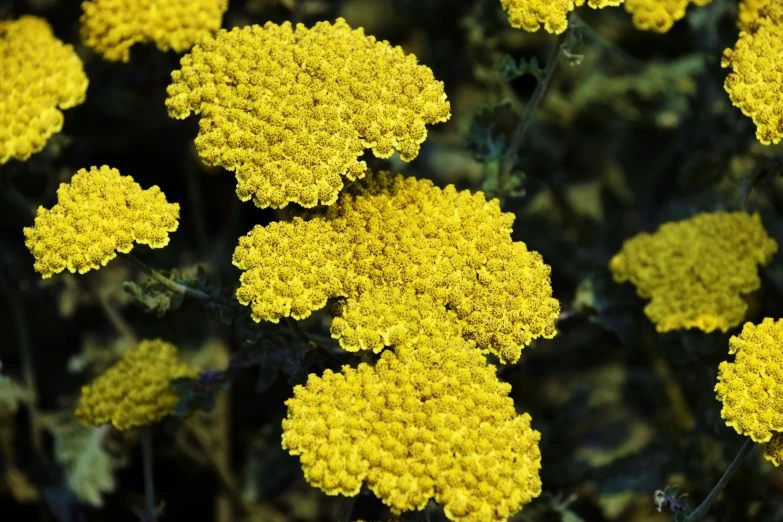 a cluster of yellow flowers with small centers