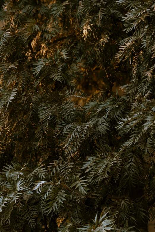 a bird sitting on a bench near a tree