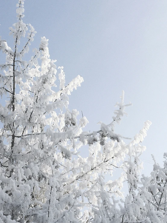 a snow covered tree with a sky background