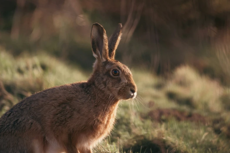 a large bunny sitting in the grass with a large hole