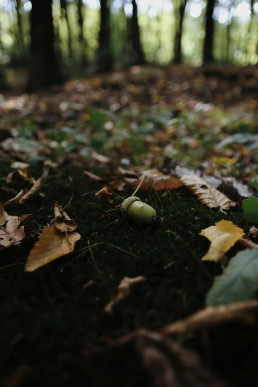 a group of leaves and fruit on the ground