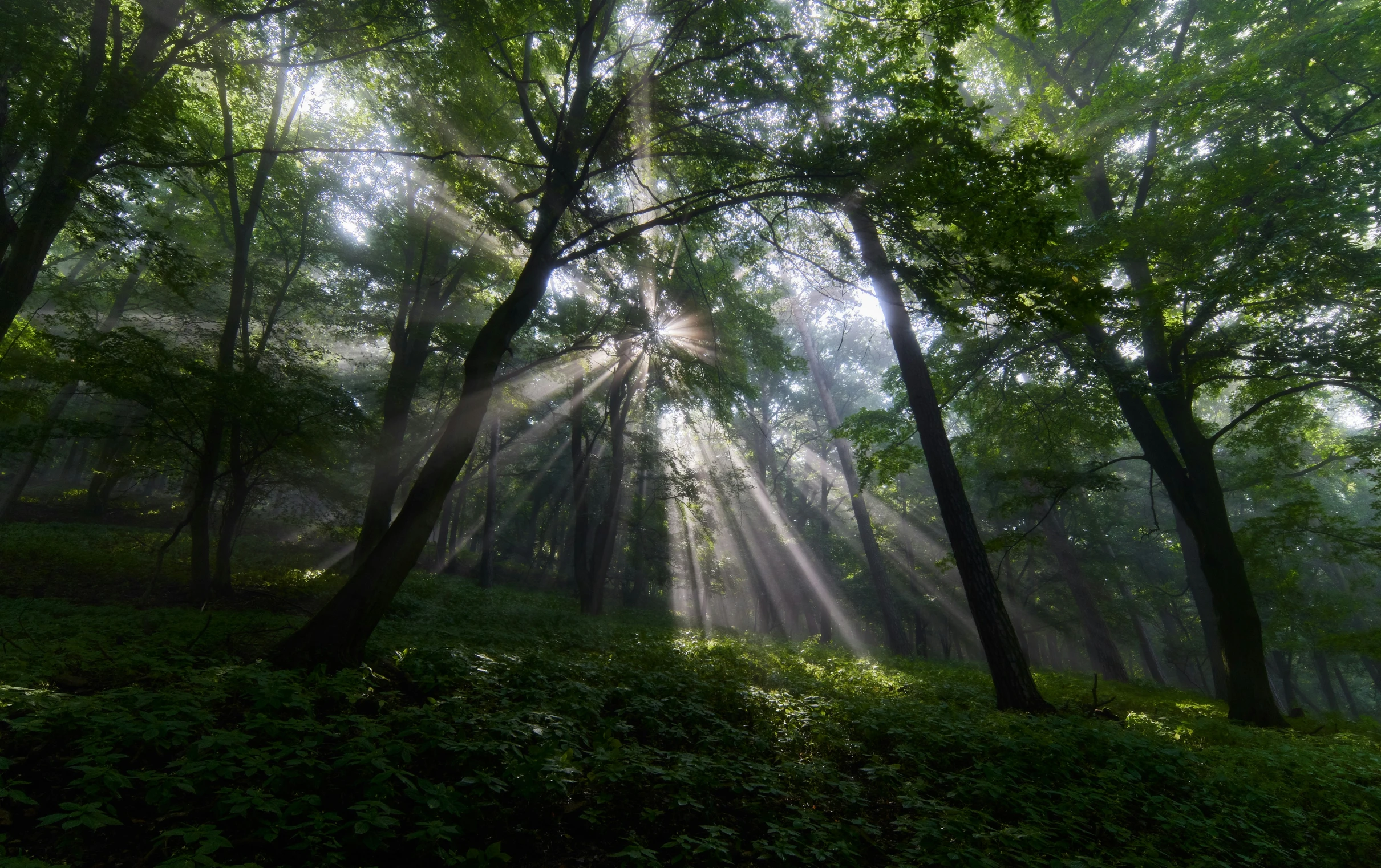 sunbeams are shining through the trees in the forest