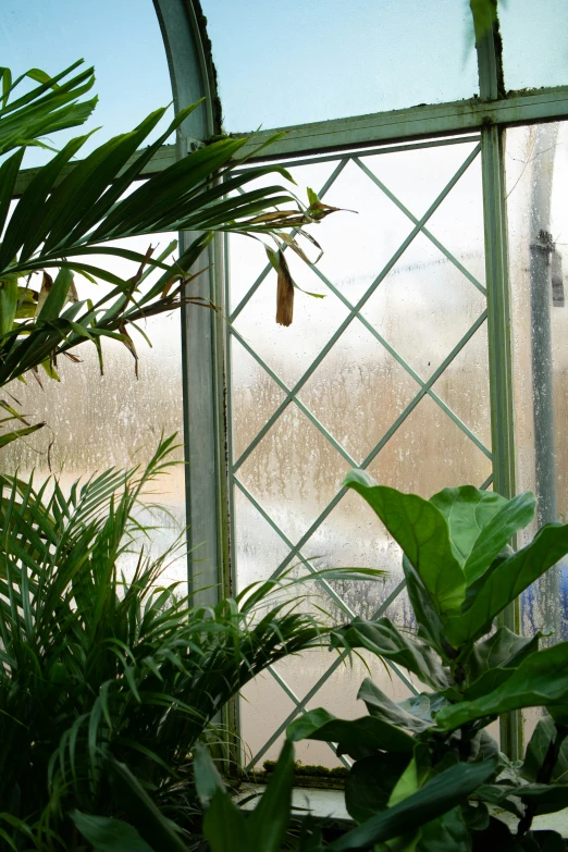 a green room with a glass door, white and yellow house on a rock covered in ivy and some plants in front of a window