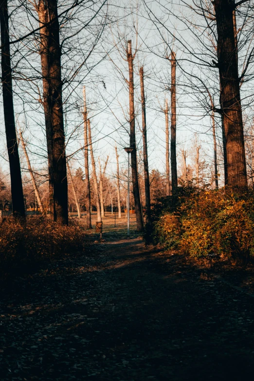 trees and shrubs in an enclosed area during winter