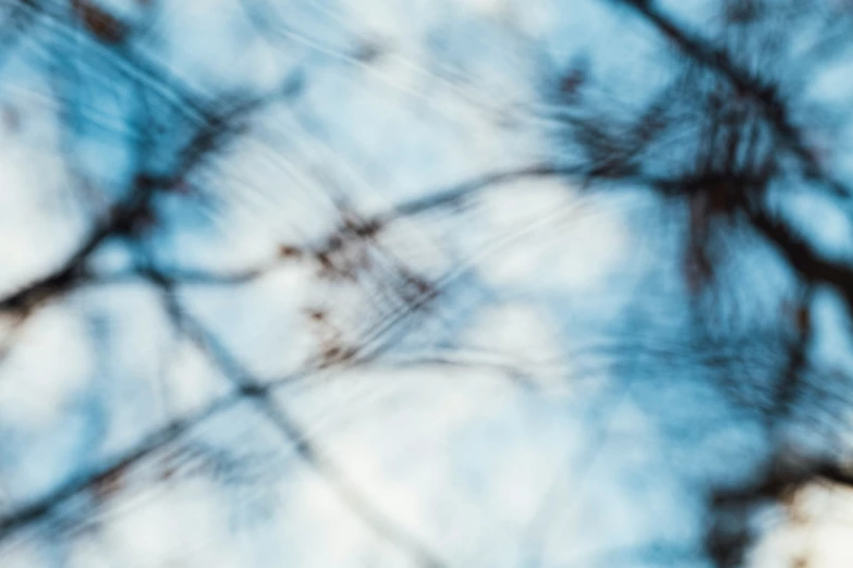 an up close view of a tree nch showing the tops