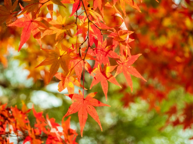 a tree with many red and yellow leaves