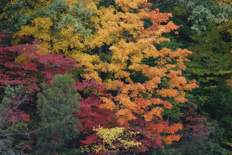 trees that have yellow, orange, and red leaves