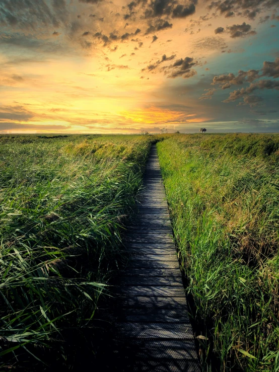 a path with grass that is between two large fields