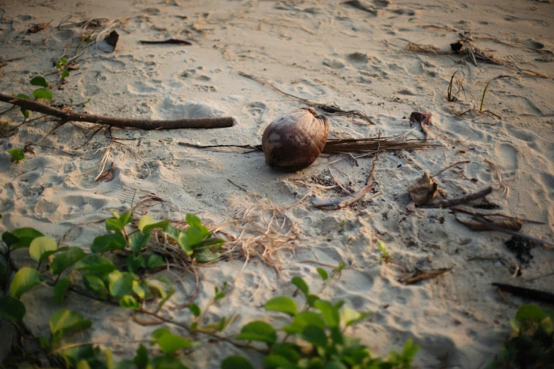 a snail lies on the sand and is eating some vegetation