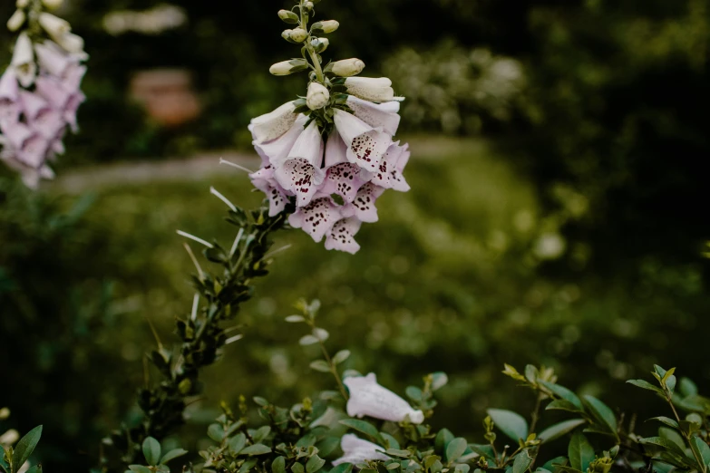 some white flowers are growing in the grass