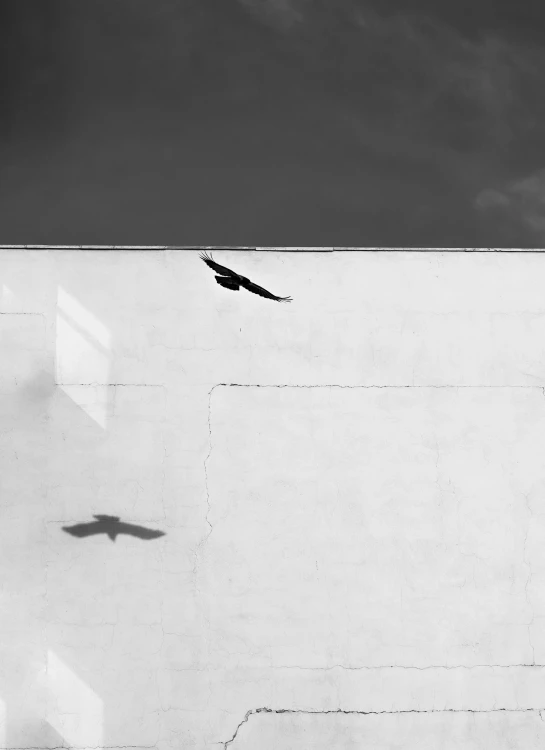 a bird is flying above a wall in black and white