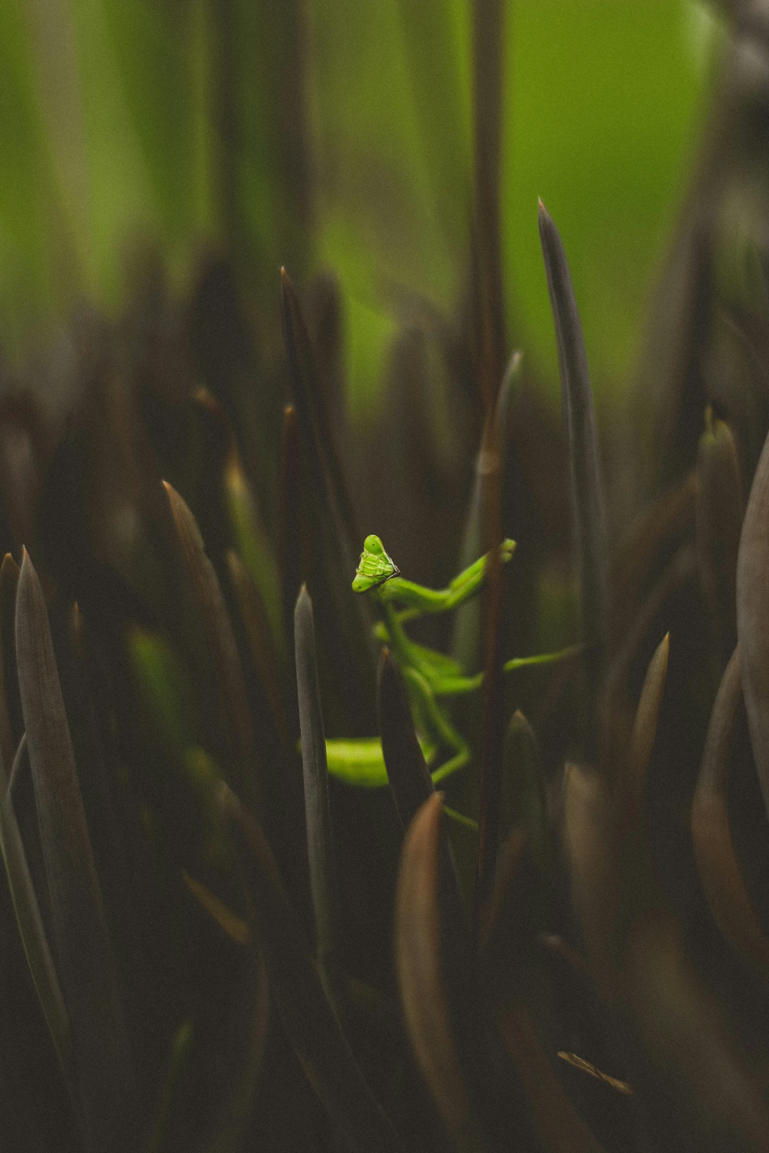 a grasshopper is sitting in the weeds