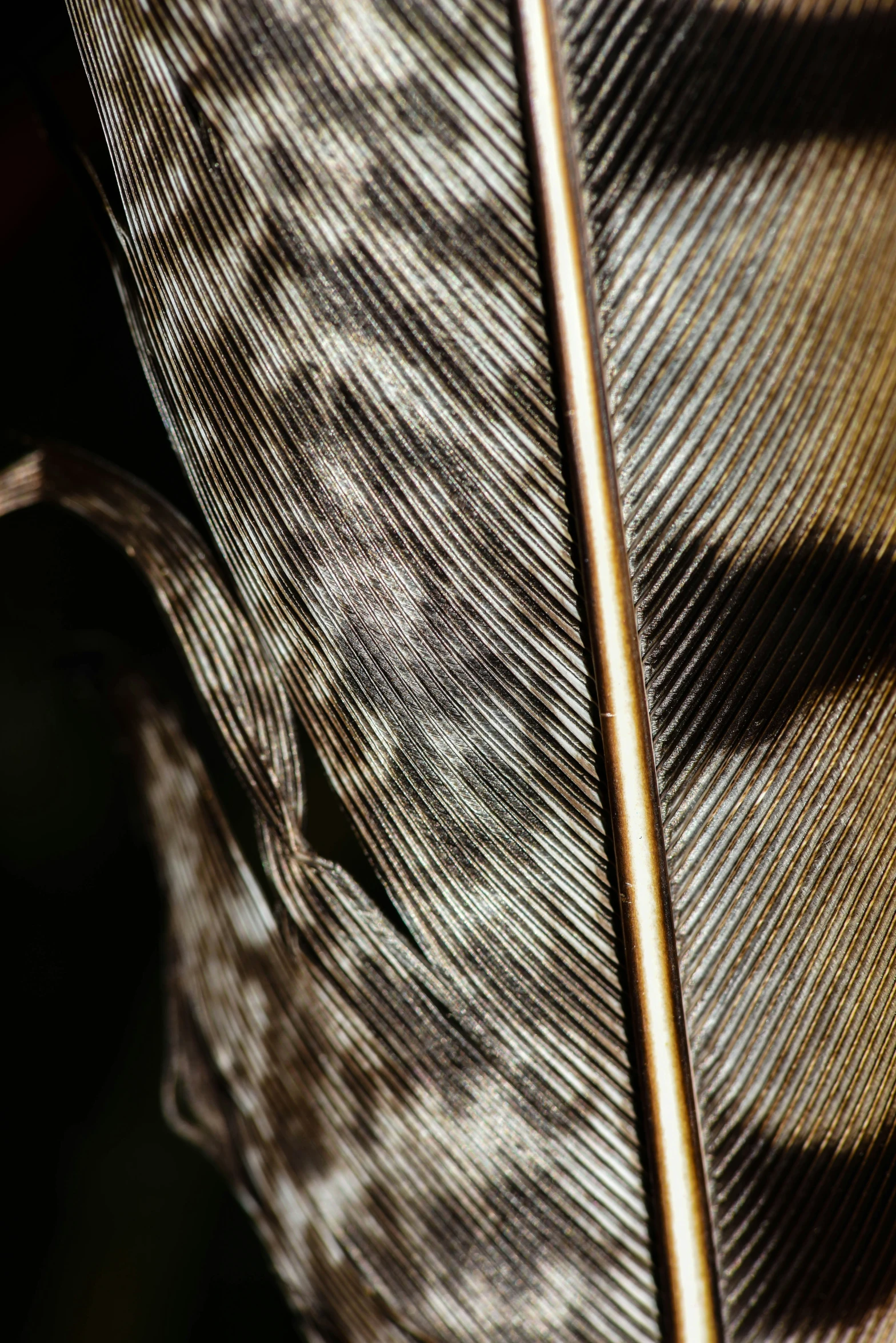 the tip of a feather is shown with a shadow