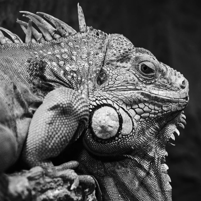 black and white pograph of an iguana