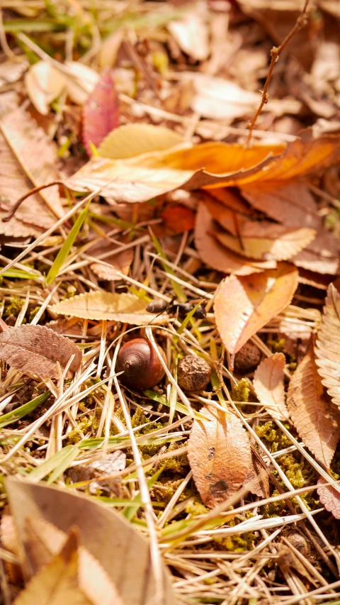 a squirrel that is eating some food in the grass