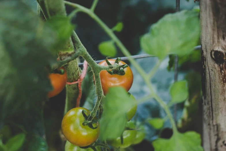 tomatoes on the vine with green leaves in the background