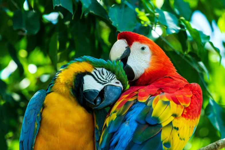 two colorful parrots, one standing in front of the other, cuddle together