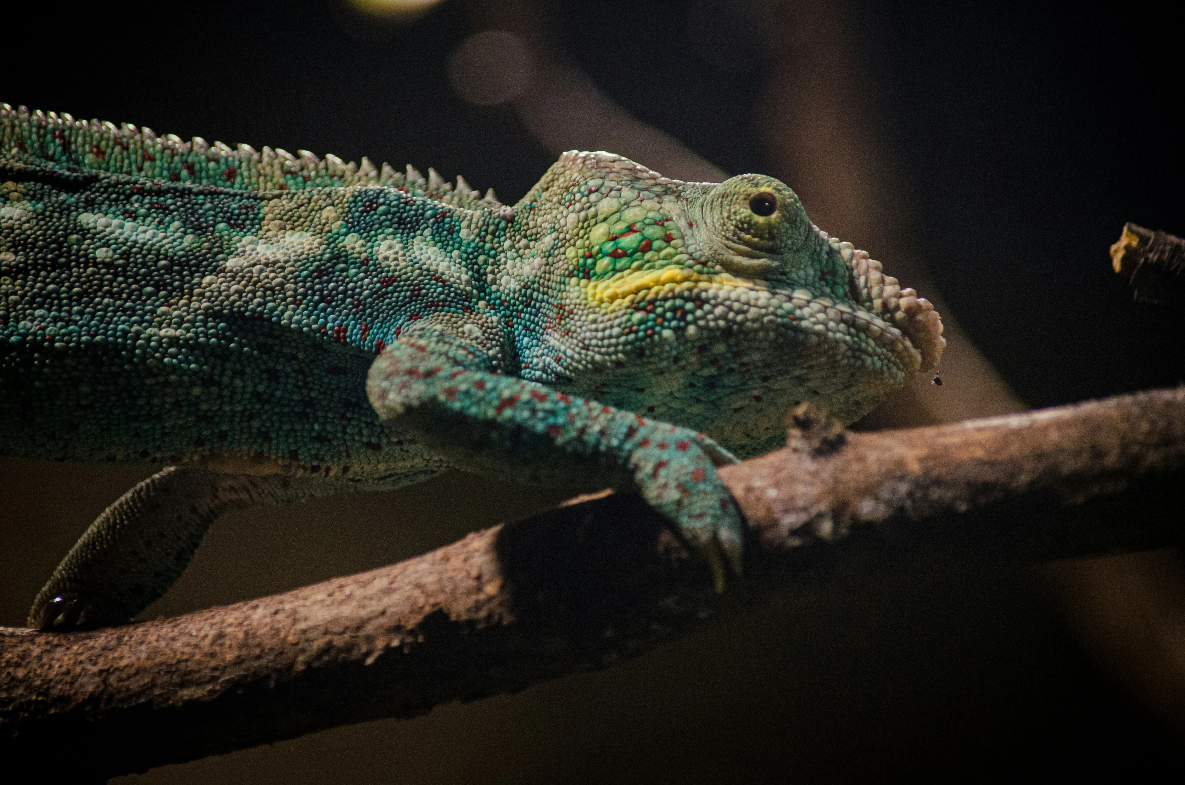 a colorful lizard sitting on top of a tree nch