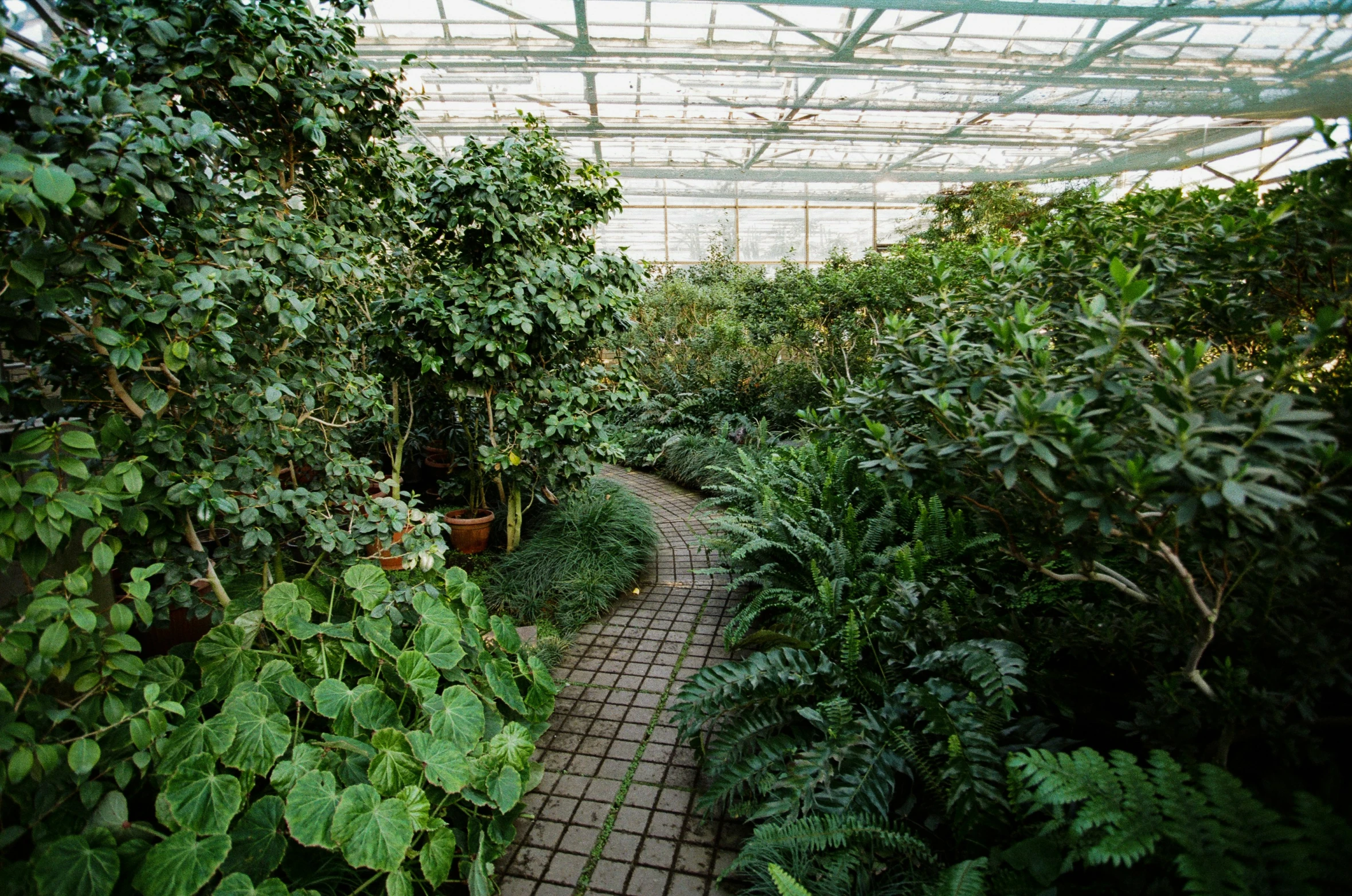 a very wide path in the middle of some plants