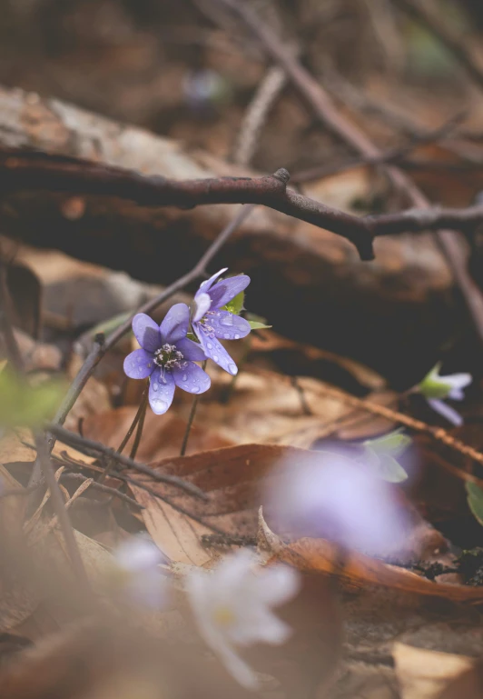 this is an image of a blue flower growing from some leaves