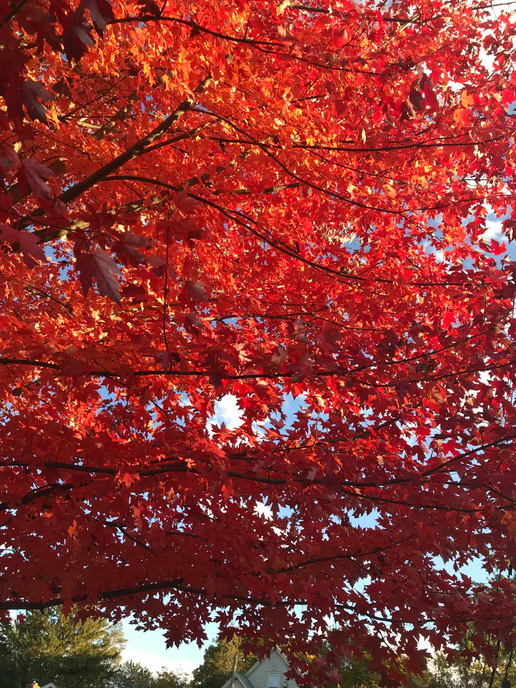 red tree with orange leaves on sunny day